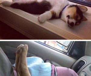 puppies can sleep anywhere funny picture