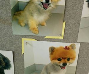 puppy haircut funny picture