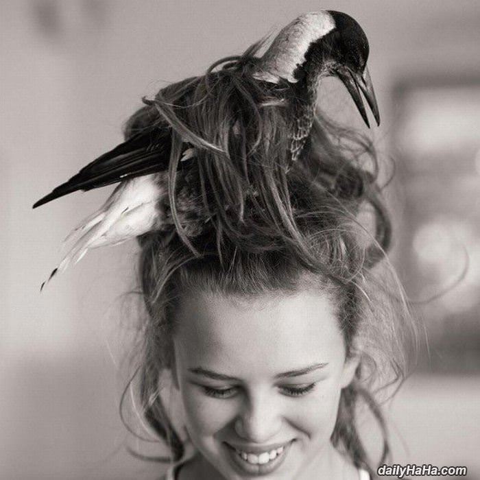 Bird Hair Fashion Statement