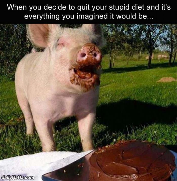 quitting your stupid diet funny picture