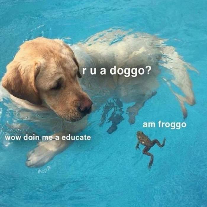 r-u-a-doggo r u a doggo