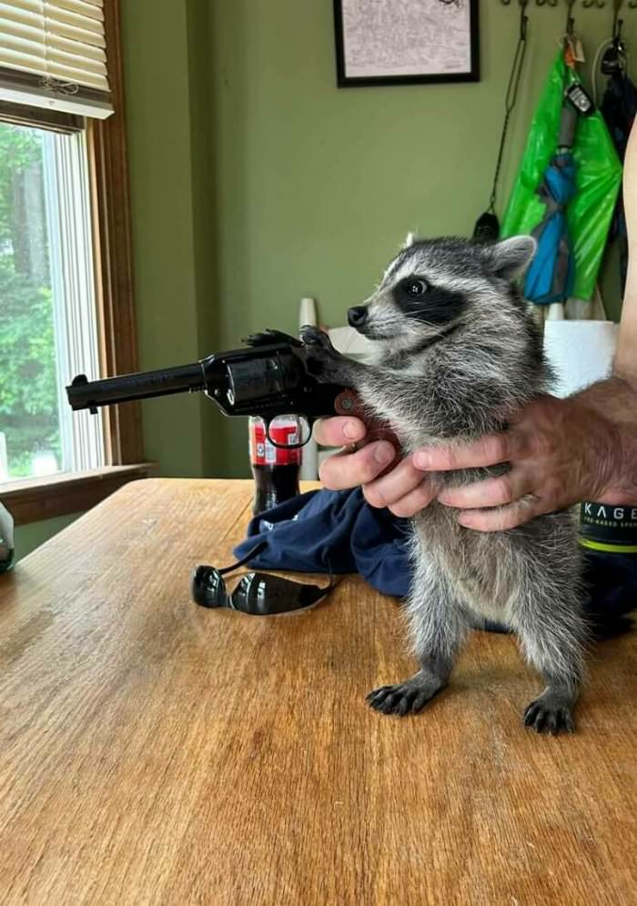 racoon with a gun