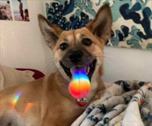 rainbow tongue