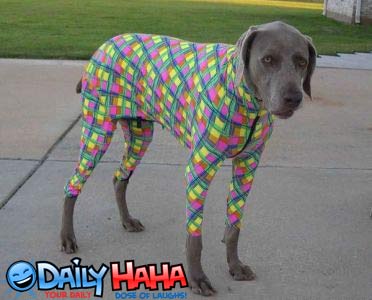 Poor dog dressed up terribly.