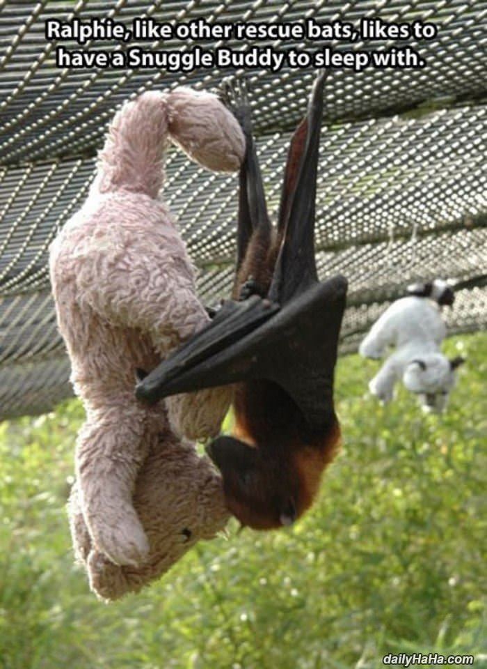 ralphie the bat funny picture
