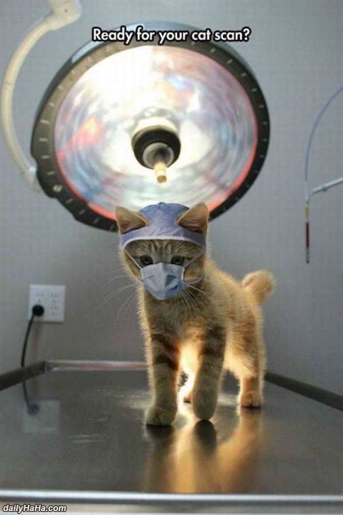 ready for your cat scan funny picture