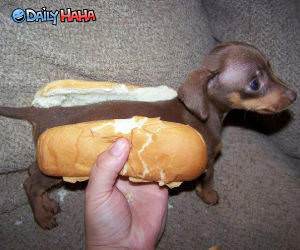 Real Life Hot Dog