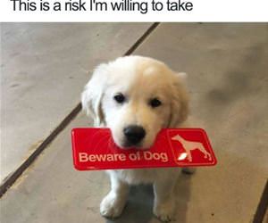 risk i am willing to take funny picture