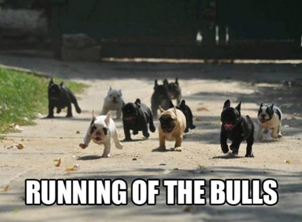 Runing of the Bulls funny picture