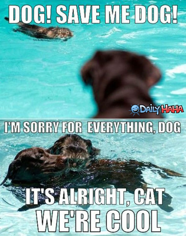 Save Me Dog funny picture