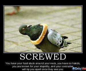Screwed funny picture