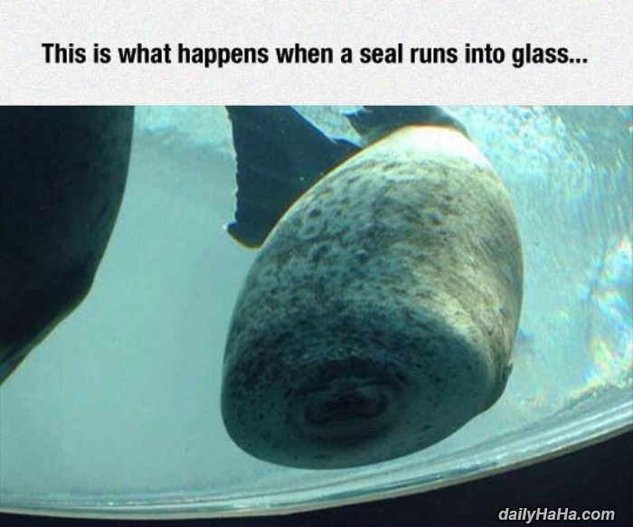 seal runs into the glass funny picture