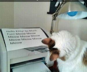 send my cat messages funny picture