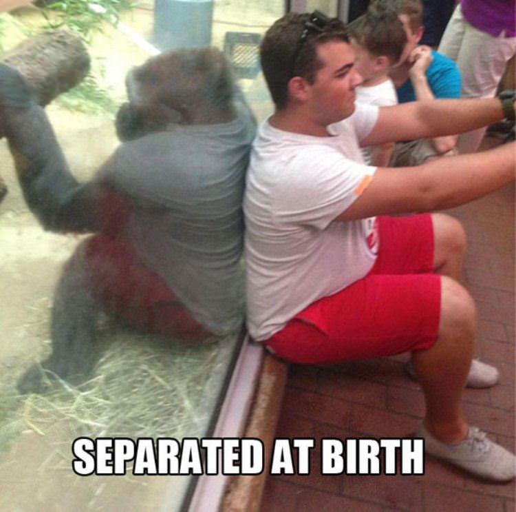 seperated at birth funny picture