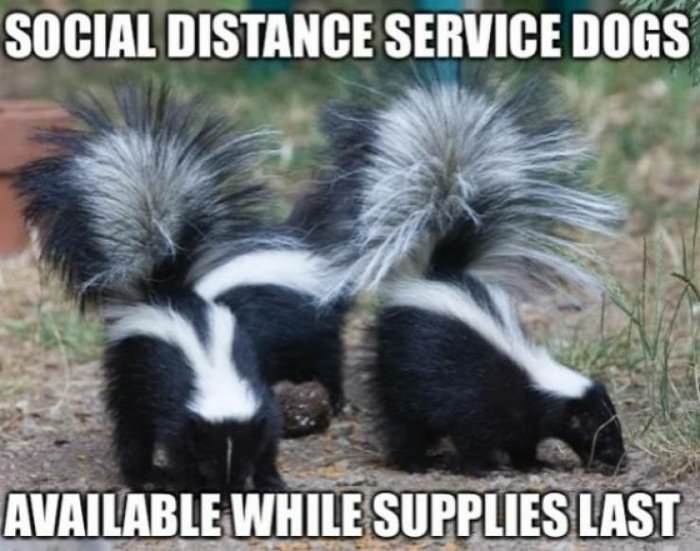 service dogs