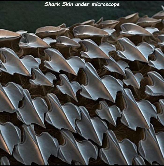 shark skin under a microscope