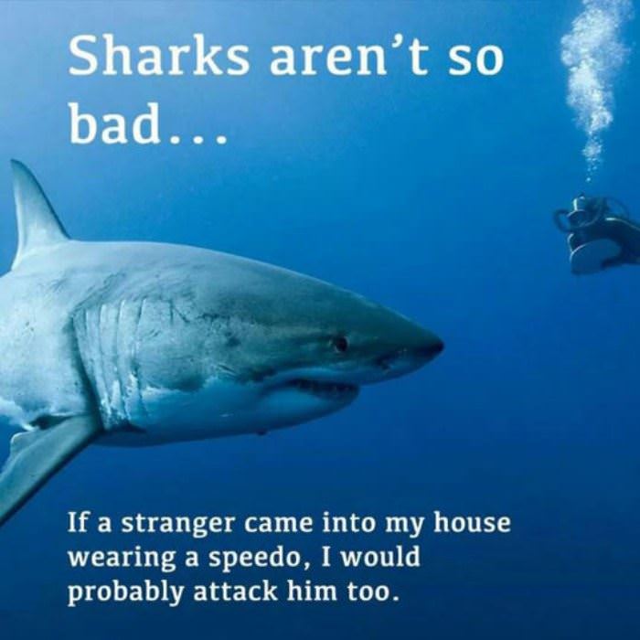 sharks arent so bad funny picture