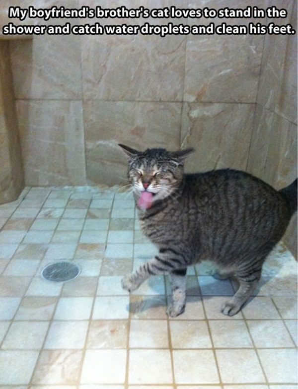 Shower Cat funny picture