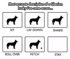 siberian husky description funny picture