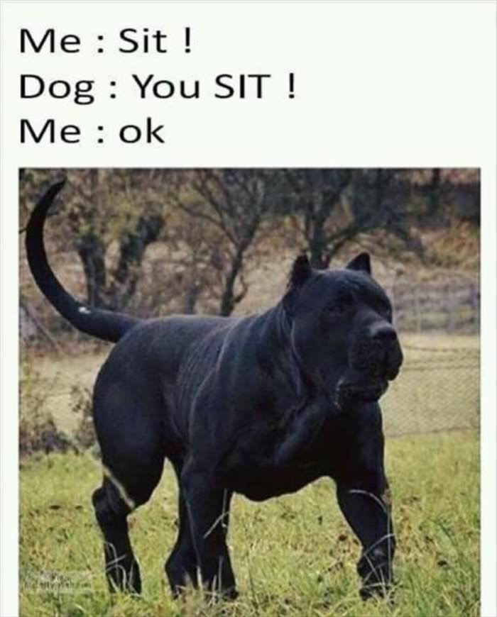 sit no you sit
