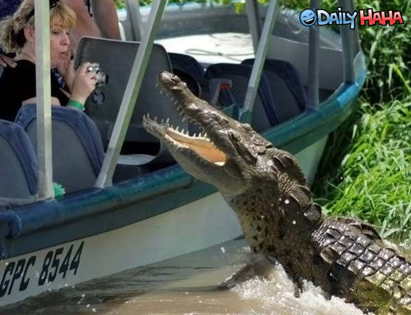 Alligator Watchers Funny Pic