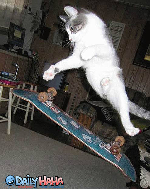 Skateboarding Cat