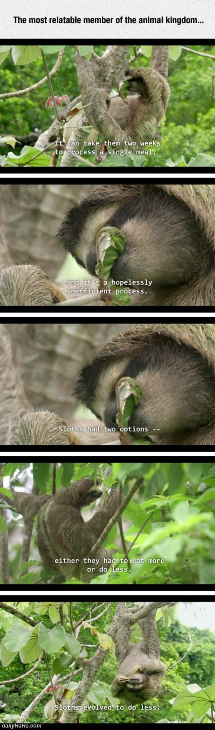 sloths are great funny picture