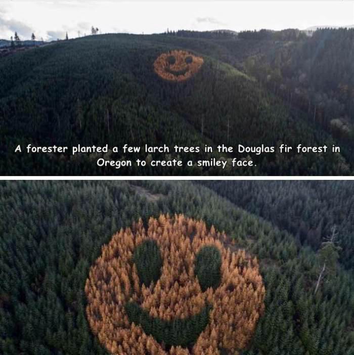 smiley face forest