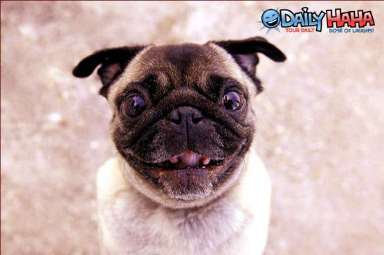 Smiling Pug