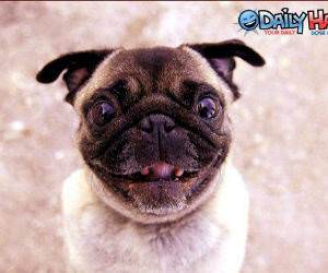 Smiling Pug