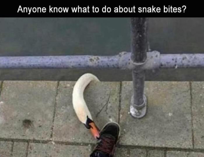 snake bites