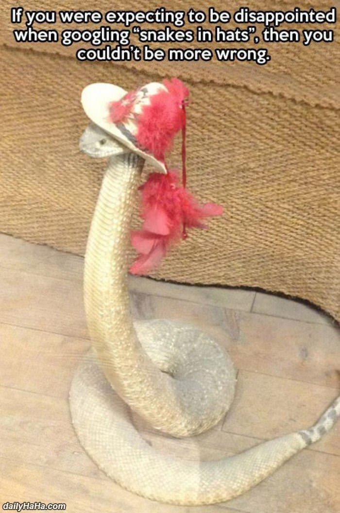 snakes in hats funny picture