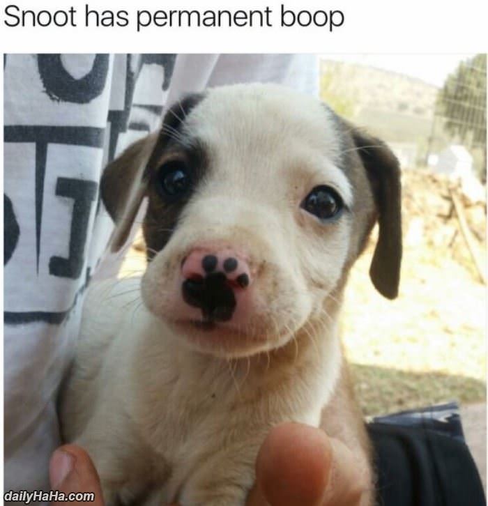 snoot has a boop funny picture