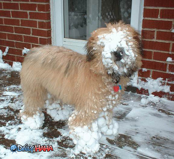 snow faced dog