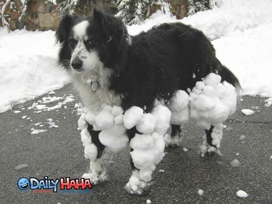 Snowball Dog