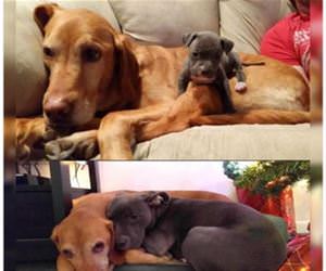 snuggle buddies for life funny picture