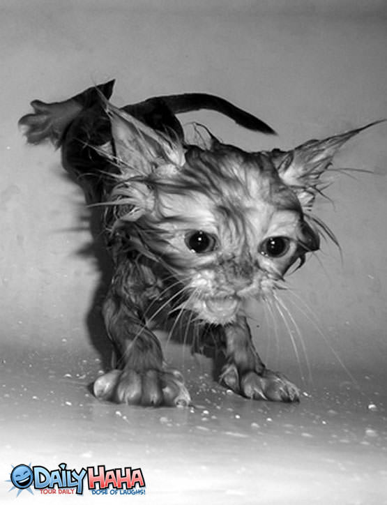 Soaked Kitten