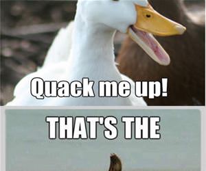 some animal puns funny picture