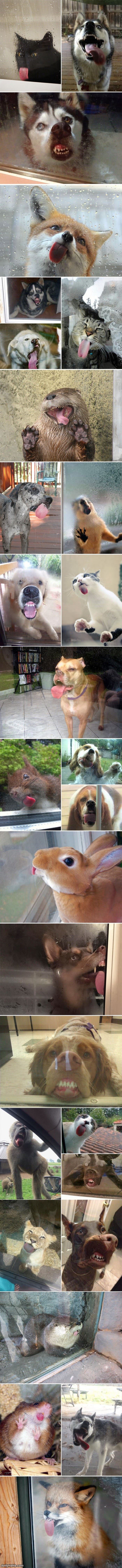 some animals licking windows funny picture