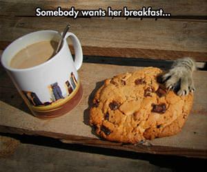 someone wants her breakfast funny picture