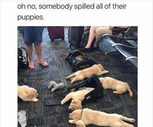 spilled my puppies