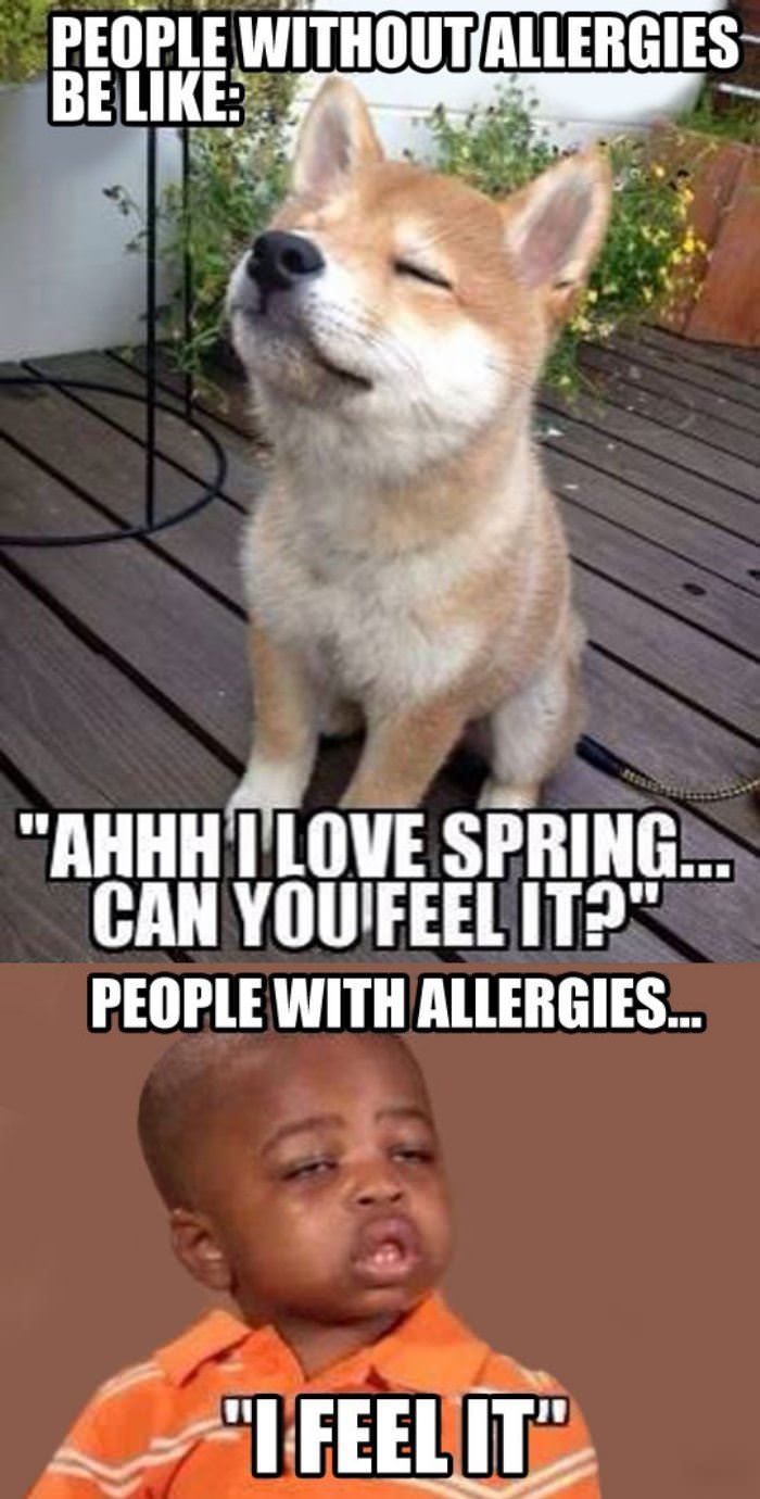 spring time allergies funny picture