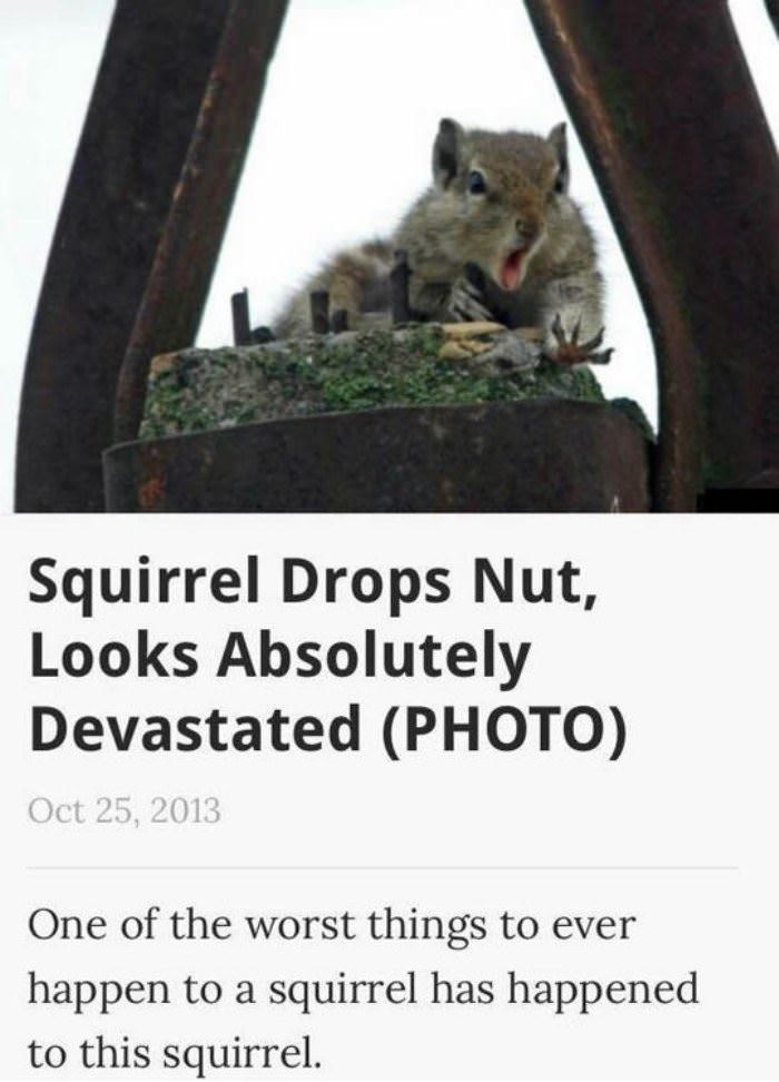 squirrel drops nuts funny picture