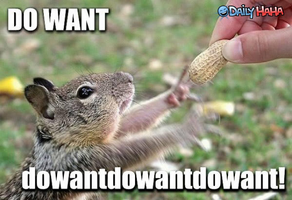 squirrel_wants_bad.jpg