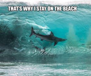 staying on the beach funny picture