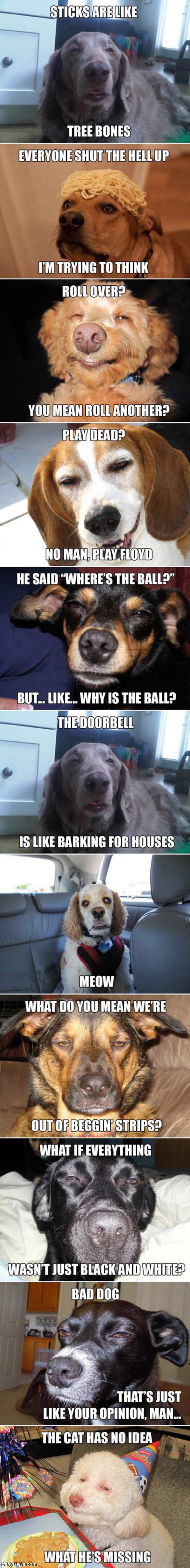 stoner dogs funny picture