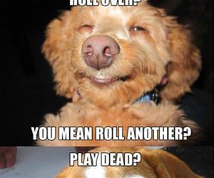stoner dogs funny picture