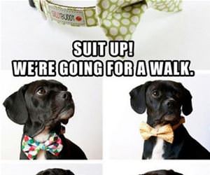 suit up funny picture