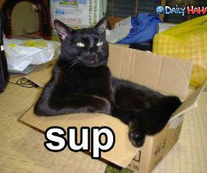 Sup - Cat - Funny Picture
