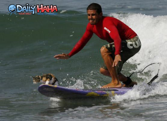 surfing_cat.jpg